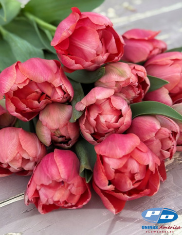 Tulips - Etched Salmon