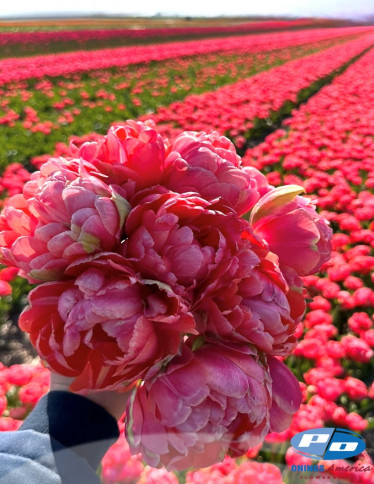 Tulips - Etched Salmon