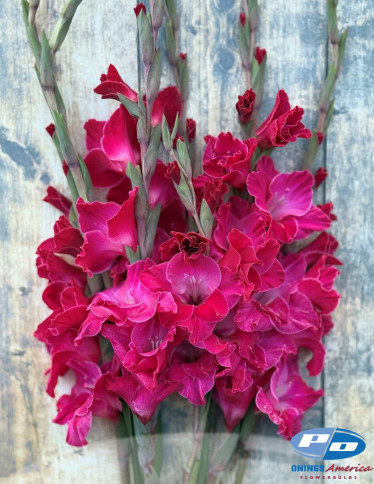 Gladiolus - Fairytale Pink