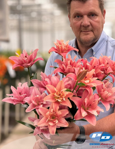 Double / Pollen-less LxA Hybrid Lilies - Finishline
