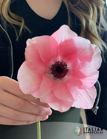 Mistral™ Anemone - Mistral Rosa Chiaro