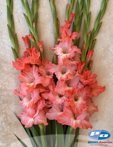 Gladiolus - Flevo Quote