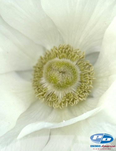 Mistral™ Anemone - Mistral Bianco