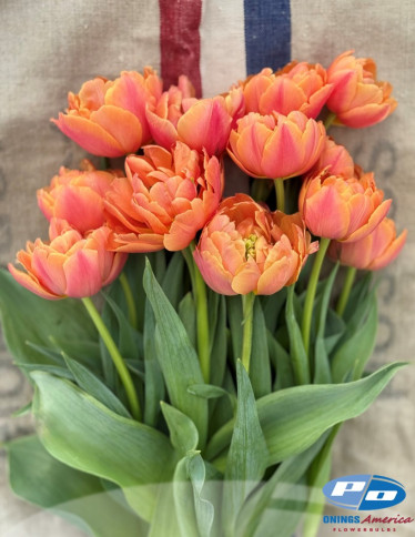 Tulips - Formula One