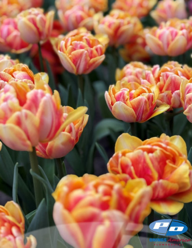 Tulips - Foxy Foxtrot