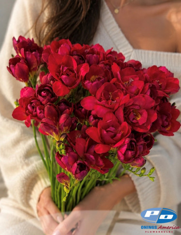 Freesia - Adele