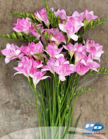 Freesia - Honeymoon