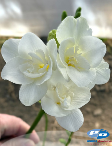 Freesia - Maestro