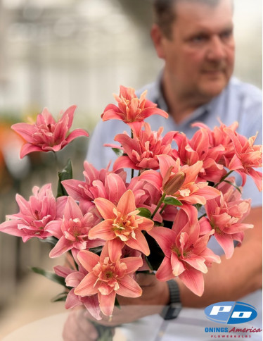 Double / Pollen-less LxA Hybrid Lilies - Butterfly Blossom (aka Frontline)