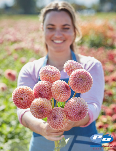 Dahlia - Ghislaine