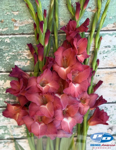 Gladiolus - Indian Summer