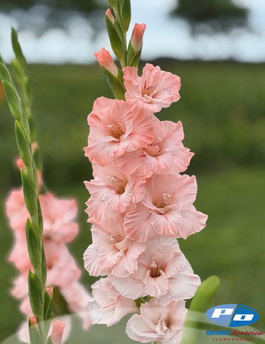 Gladiolus - Jamara
