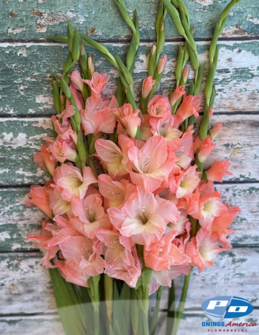 Gladiolus - Karma 