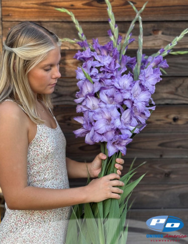 Gladiolus - Milka 