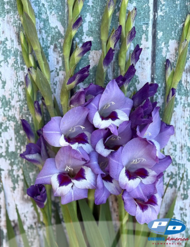 Gladiolus - Vista