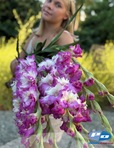 Gladiolus - Cera Corfina