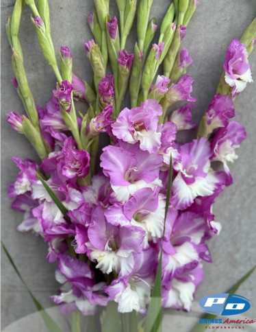 Gladiolus - Invictus