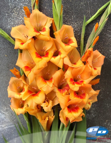 Gladiolus - Flevo Beach