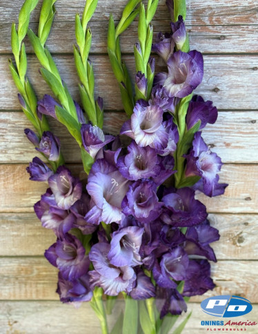 Gladiolus - Flevo Nautica