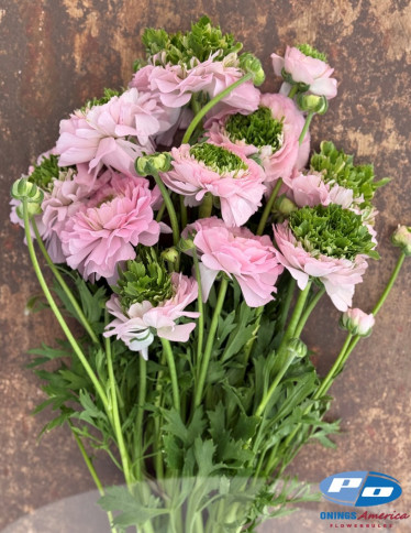 Cloni™ Ranunculus - Cloni Success Green Pink