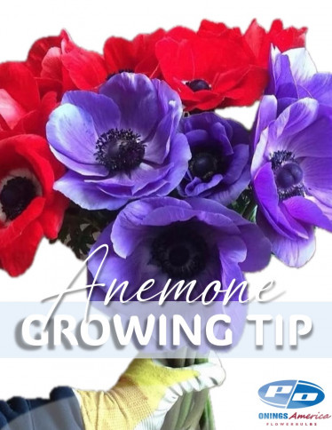 Mistral™ Anemone - Growing tip Anemone