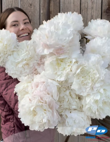 Peonies - Henry Sass