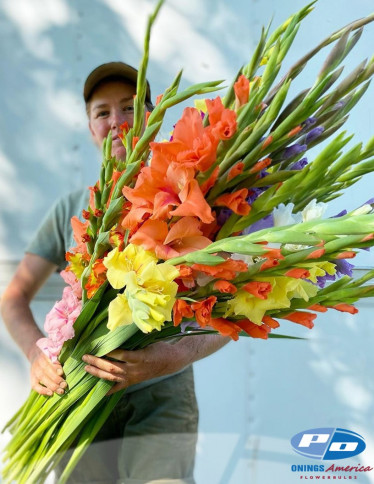 Gladiolus - Gladiolus Mix