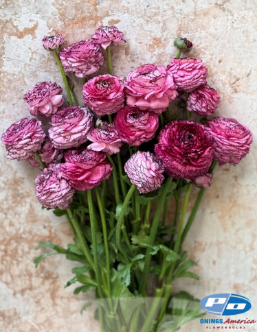 Elegance™ Ranunculus - Elegance Hot Pink Striato 747-19