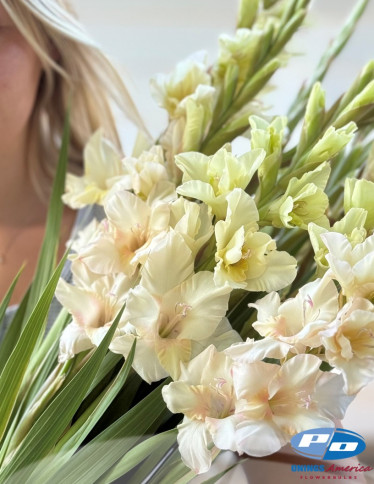 Gladiolus - Jean Harlow