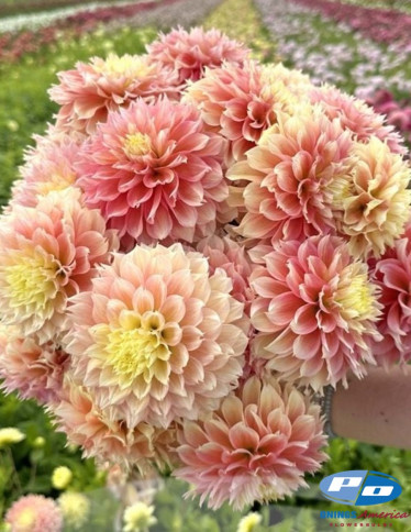 Dahlia - Kogane Fubuki