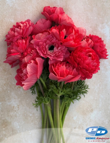 Levante™ Anemone - Levante Rosa