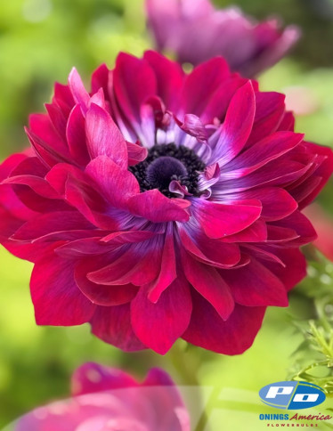 Levante™ Anemone - Levante Vinato