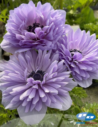 Levante™ Anemone - Levante Azzurro