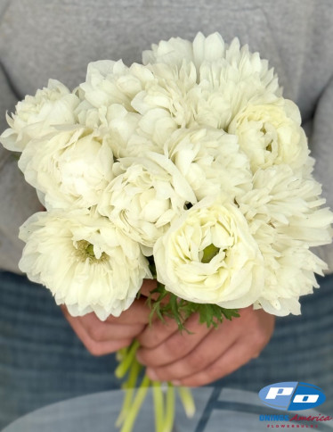 Levante™ Anemone - Levante Bianco