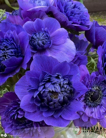 Levante™ Anemone - Levante Blu