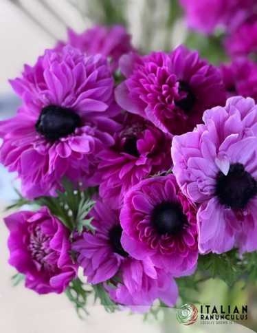 Levante™ Anemone - Levante Fucsia