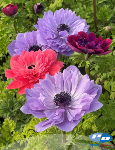 Levante™ Anemone - Levante Mix