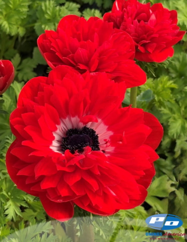Levante™ Anemone - Levante Rosso 