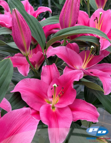 Oriental Hybrid Lilies - Liber Bay