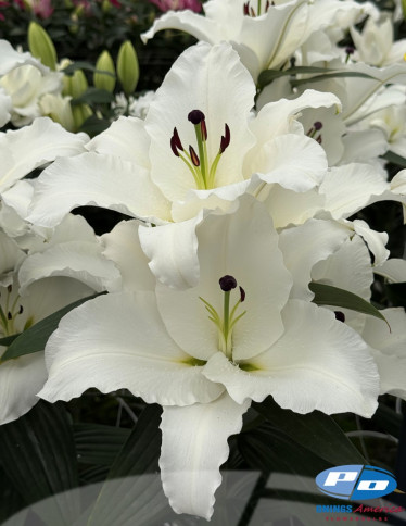Oriental Hybrid Lilies - Liber Snow