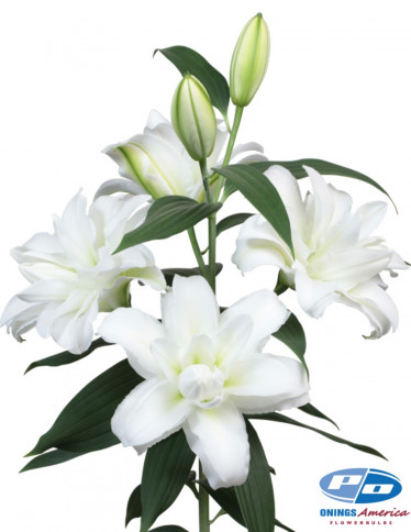 Double / Pollen-less Oriental Hybrid Lilies - Arosa