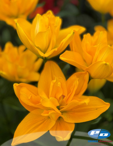 Double / Pollen-less LxA Hybrid Lilies - Beverly Gold