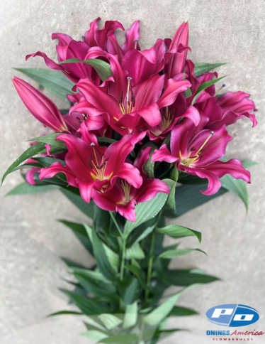 OxT Hybrid Lilies - Redfort