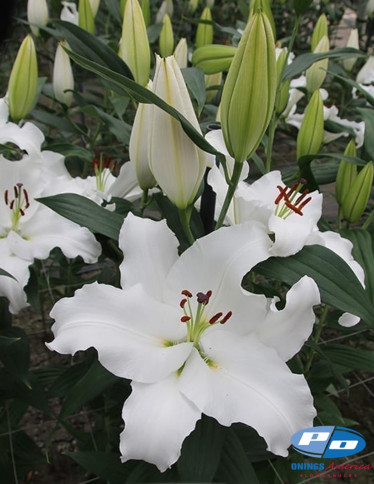 Oriental Hybrid Lilies - Signum