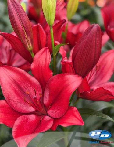 LxA Hybrid Lilies - Vuelta