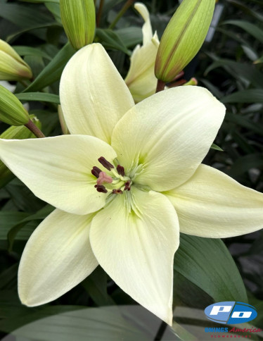 LxA Hybrid Lilies - Litouwen