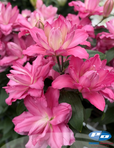 Double / Pollen-less Oriental Hybrid Lilies - Lucky Amor