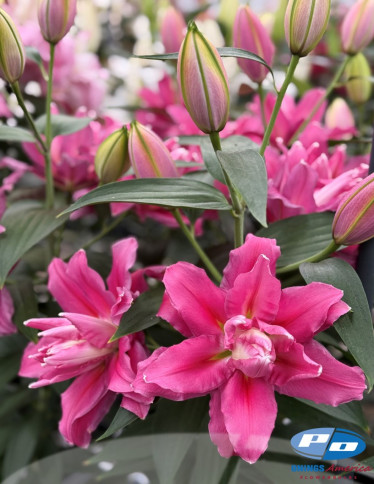 Double / Pollen-less Oriental Hybrid Lilies - Lucky Artist