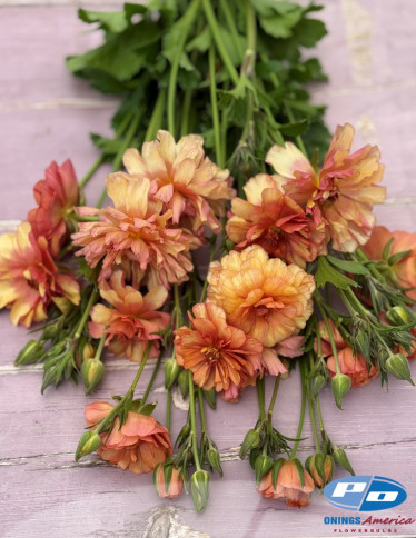 Moderna® Ranunculus - Natura Moderna 1845 (new)