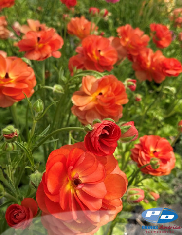 Moderna® Ranunculus - Natura Moderna 1858 (new)